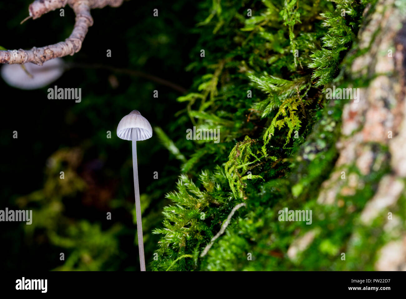 Little white mushroom growing on wood around moss in the forest. Tiny single white toadstool mushroom close up. Mycena erubescens gilled fungi in its Stock Photo