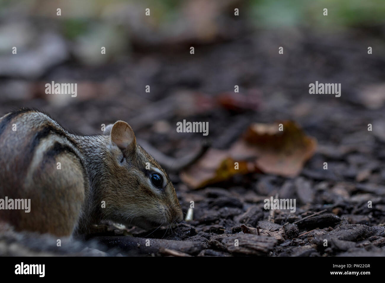 Small Chipmunk Eating Off Of The Forest Floor Cute Little