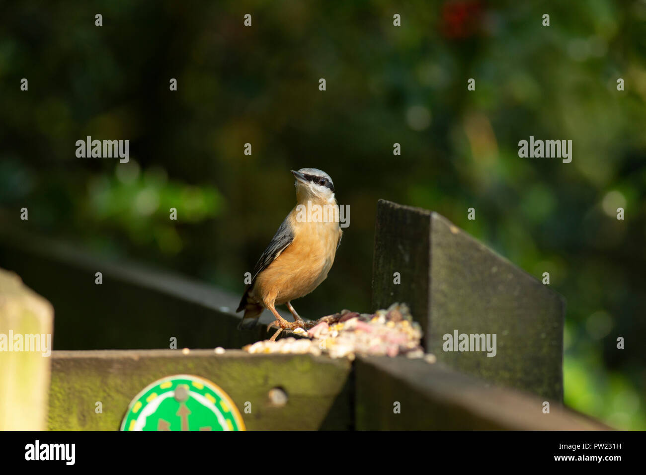 Nuthatch taking food put out for wild birds in the Yarrow Valley Country Park. Stock Photo
