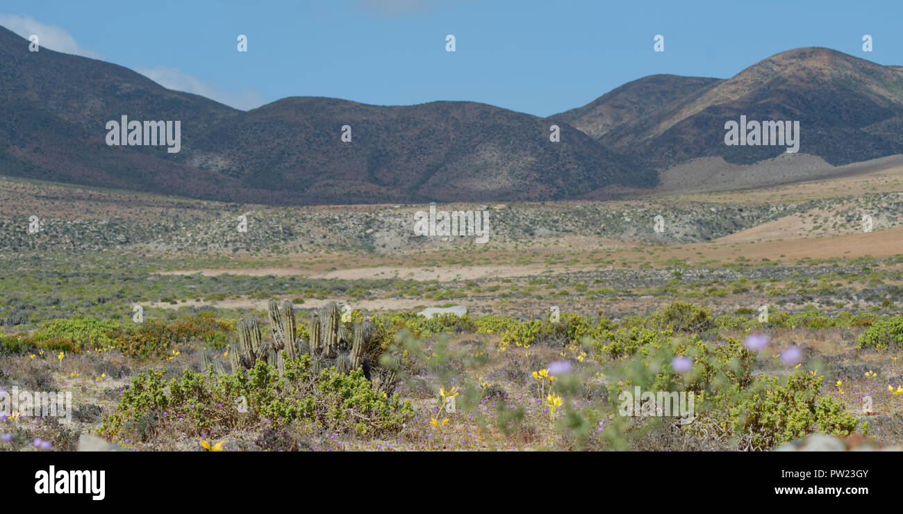 Landscape of the flowery desert of Atacama, Northern Chile Stock Photo