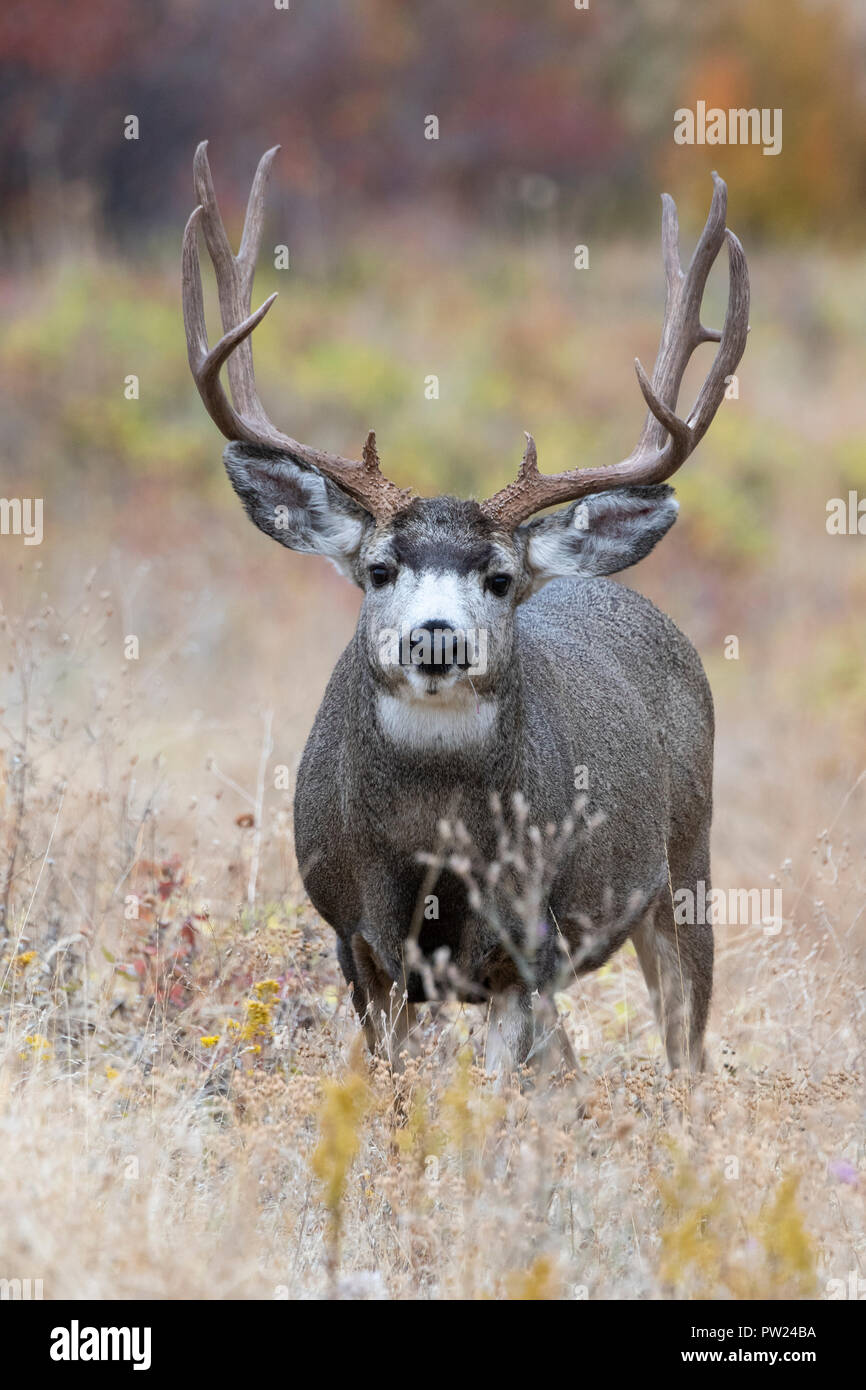 Mule Deer Buck (Odocoileus hemionus), North America Stock Photo