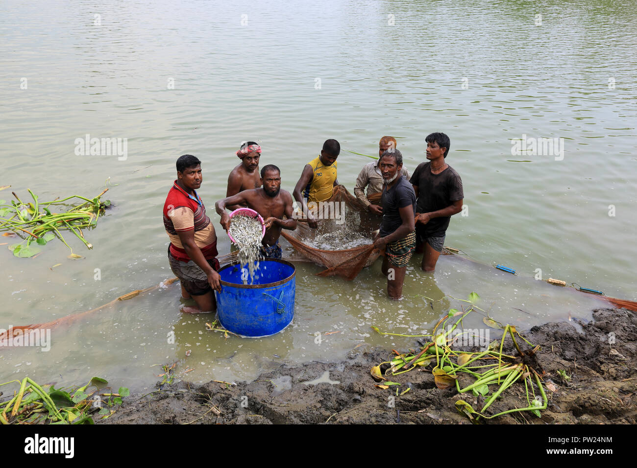 Fishermen catches of their cultivated fish at a pond at Shibganj in Bogra, Bangladesh. Stock Photo