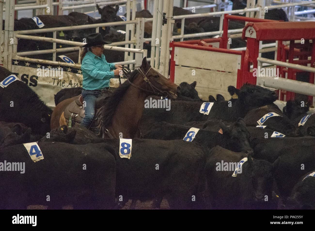Competitors at the Canadian Team Cattle Penning Association National
