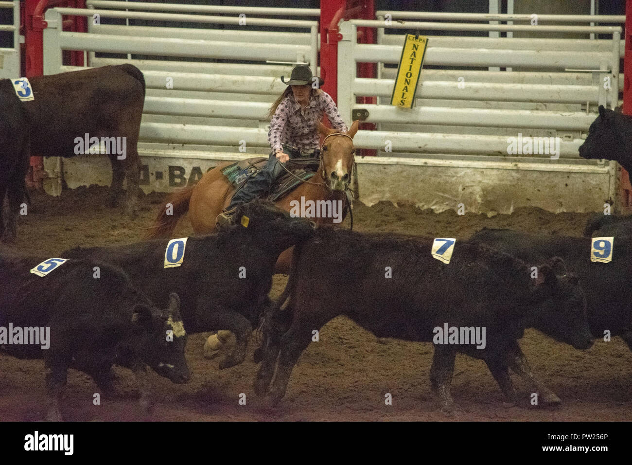 Competitors at the Canadian Team Cattle Penning Association National