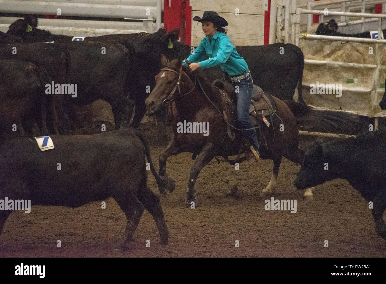 Competitors at the Canadian Team Cattle Penning Association National