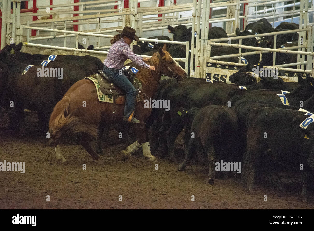 Competitors at the Canadian Team Cattle Penning Association National