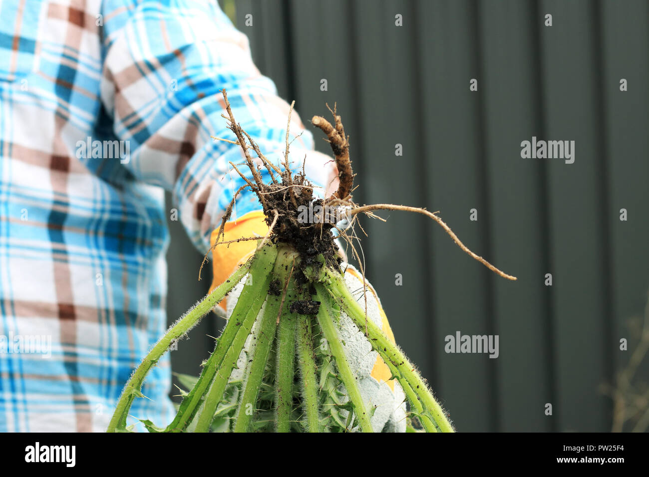 Cirsium vulgare - Spear Thistle Stock Photo