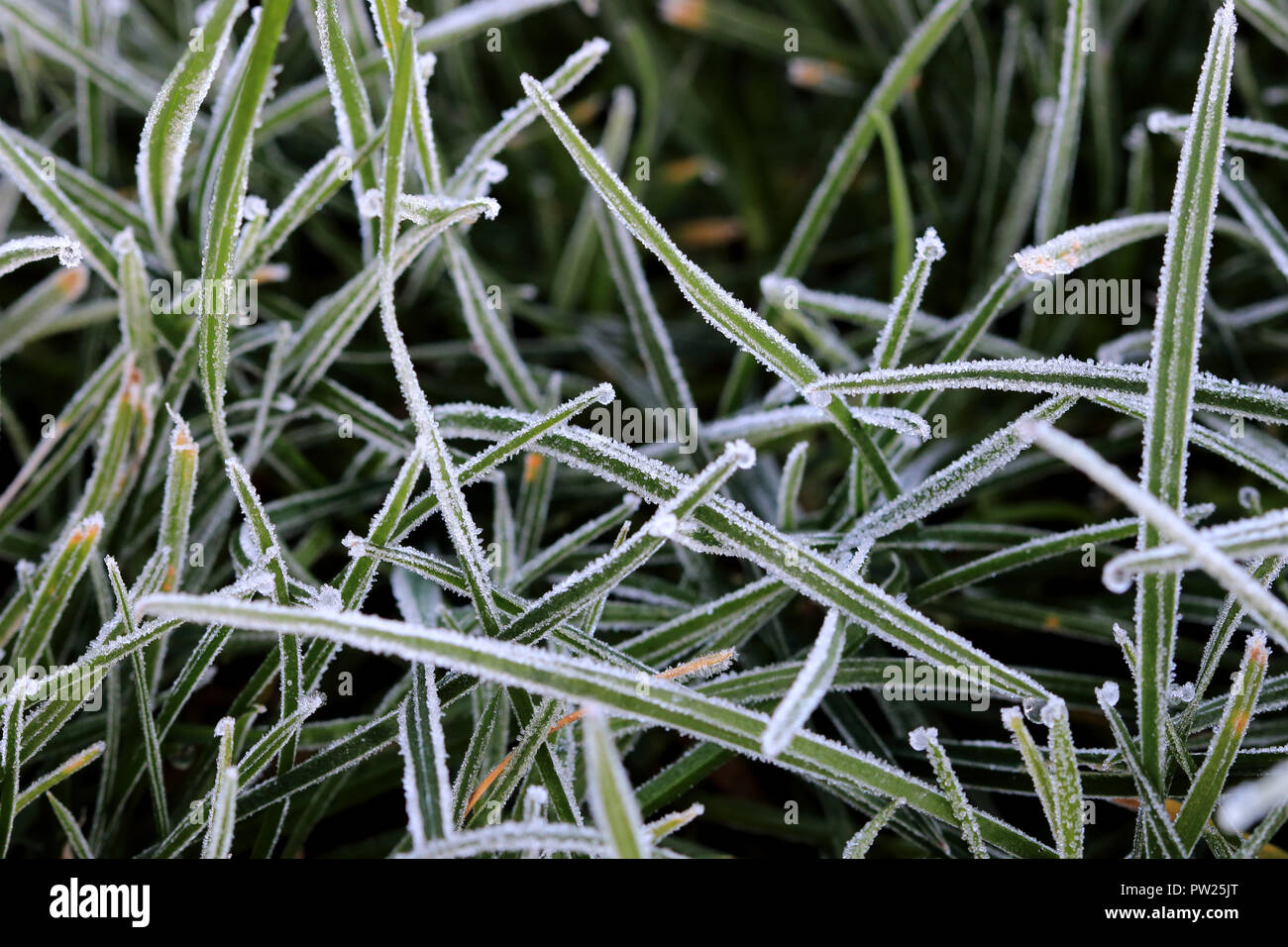 Close up of Frost on grass blade in winter morning Stock Photo
