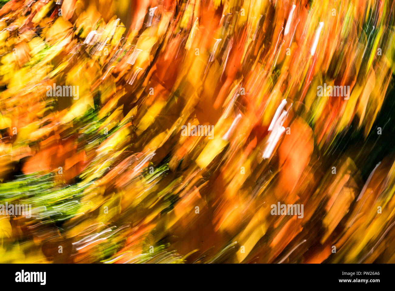 Abstract horizontal image of fall foliage in a swirl of brilliant color Stock Photo