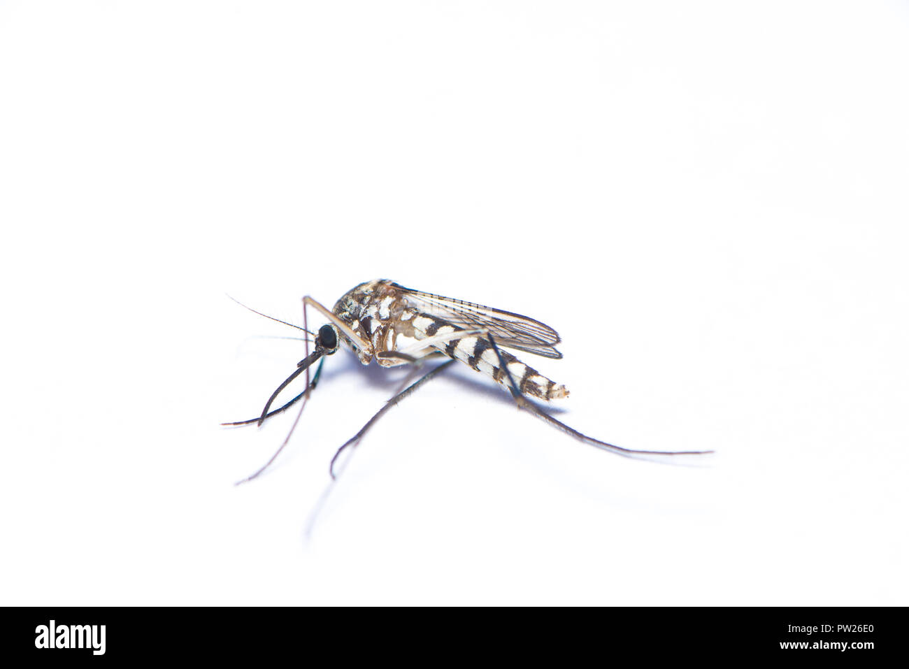 Asian tiger mosquito isolated on white background Stock Photo - Alamy