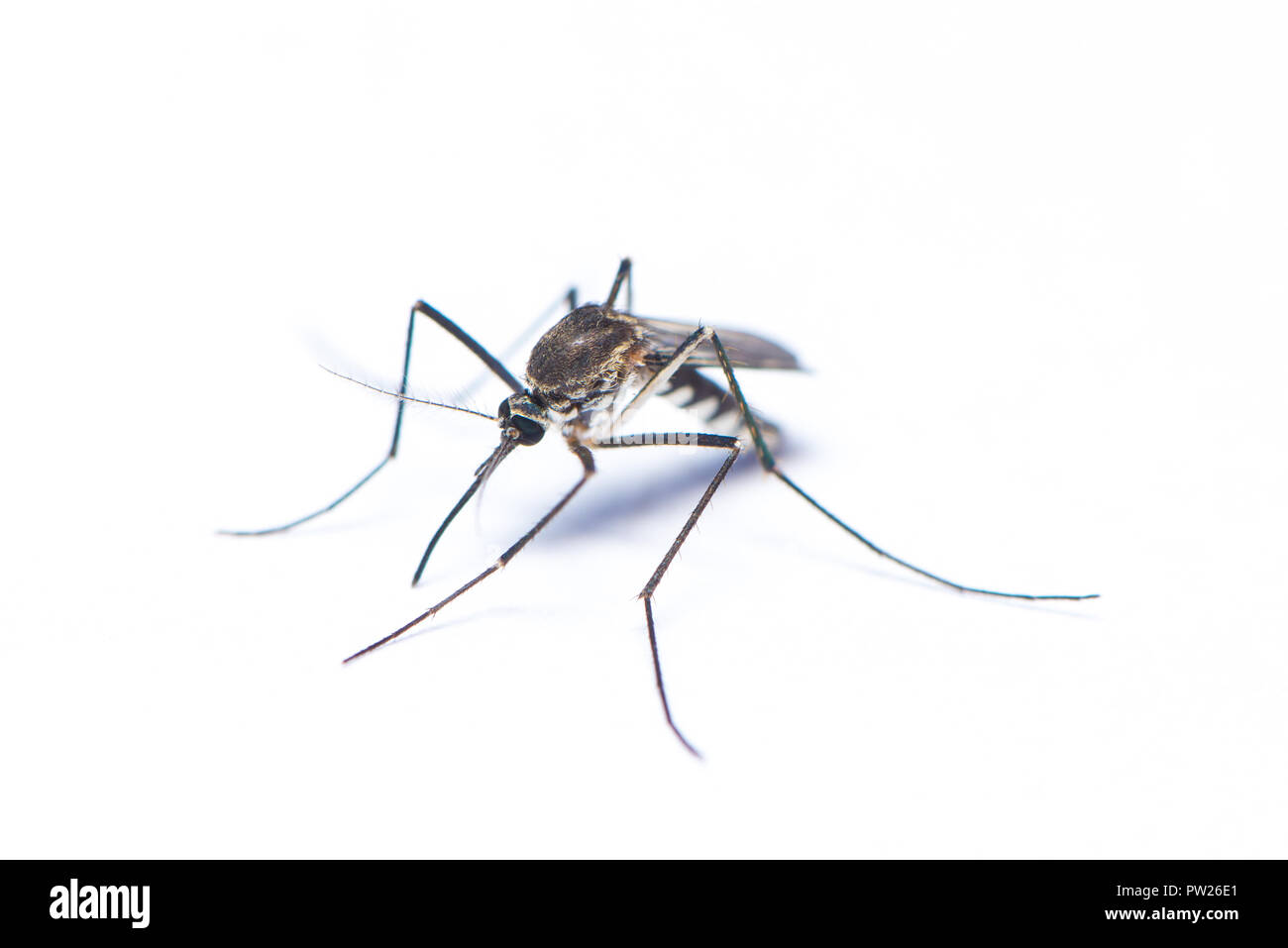 Asian tiger mosquito isolated on white background Stock Photo - Alamy