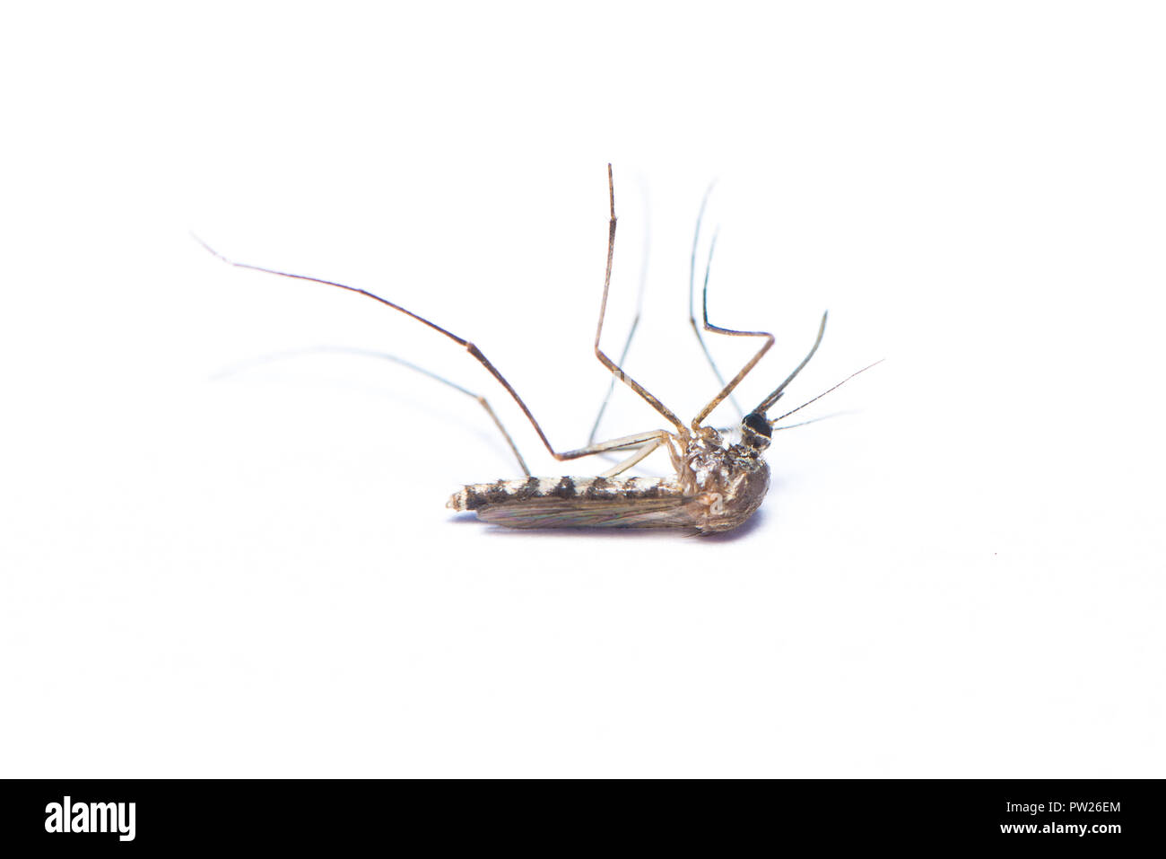 Asian tiger mosquito isolated on white background Stock Photo - Alamy