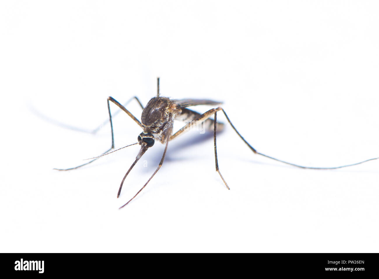 Asian tiger mosquito isolated on white background Stock Photo - Alamy