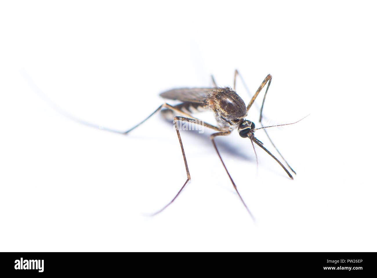 Asian tiger mosquito isolated on white background Stock Photo - Alamy