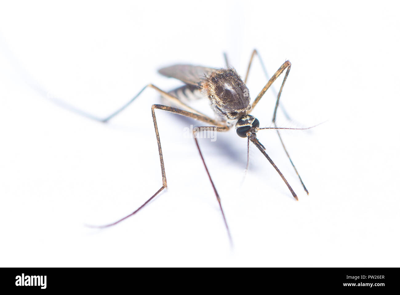 Asian tiger mosquito isolated on white background Stock Photo - Alamy