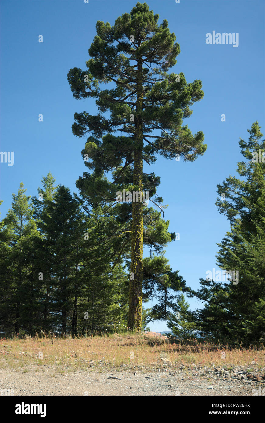 Tall tree on Mount Kobau, British Columbia, Canada Stock Photo