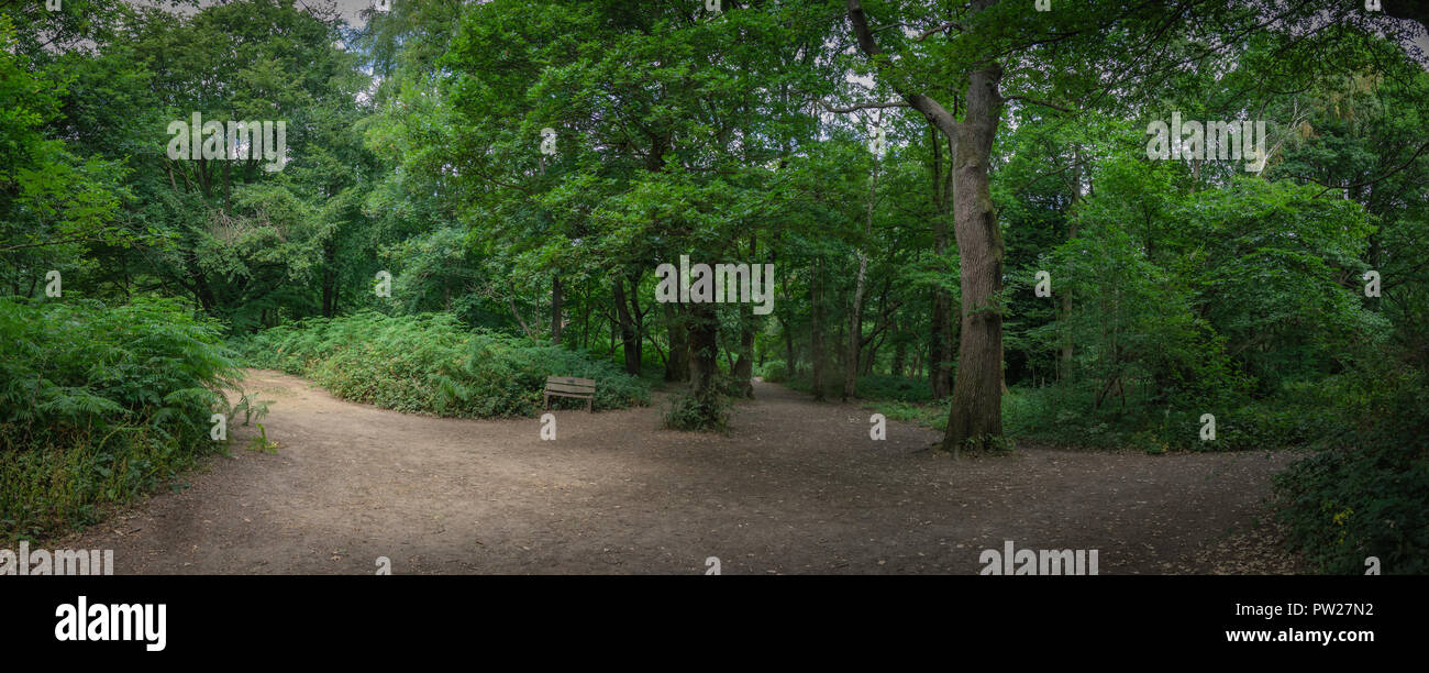 Panoramic view of the path through Banstead woods in Surrey, England