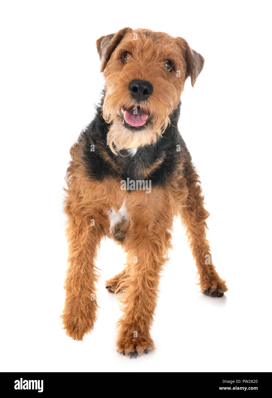 Welsh hotsell white terrier