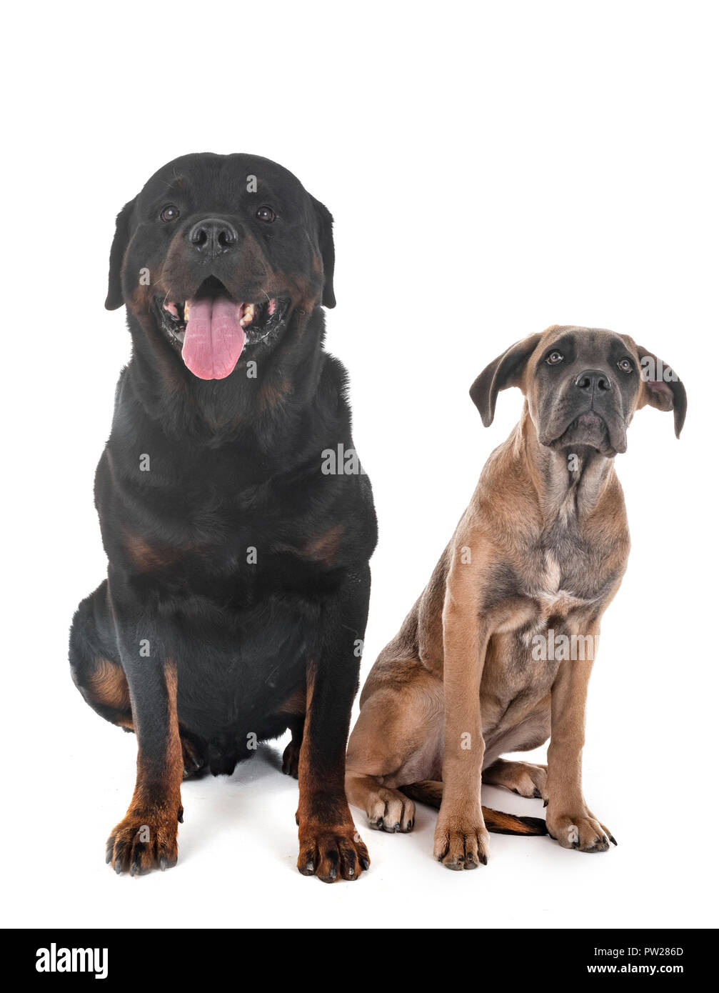 puppy italian mastiff and rottweiler in front of white background Stock ...