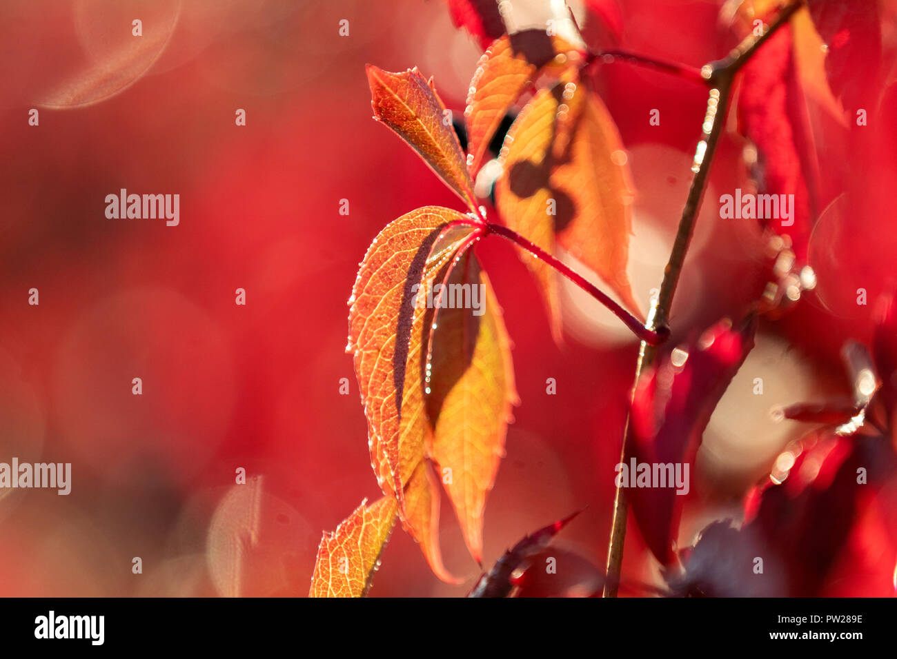 Colorful autumn virginia creeper, wild grape background with water drops in the sunruse close up. Beautiful background, small depth of field. Stock Photo