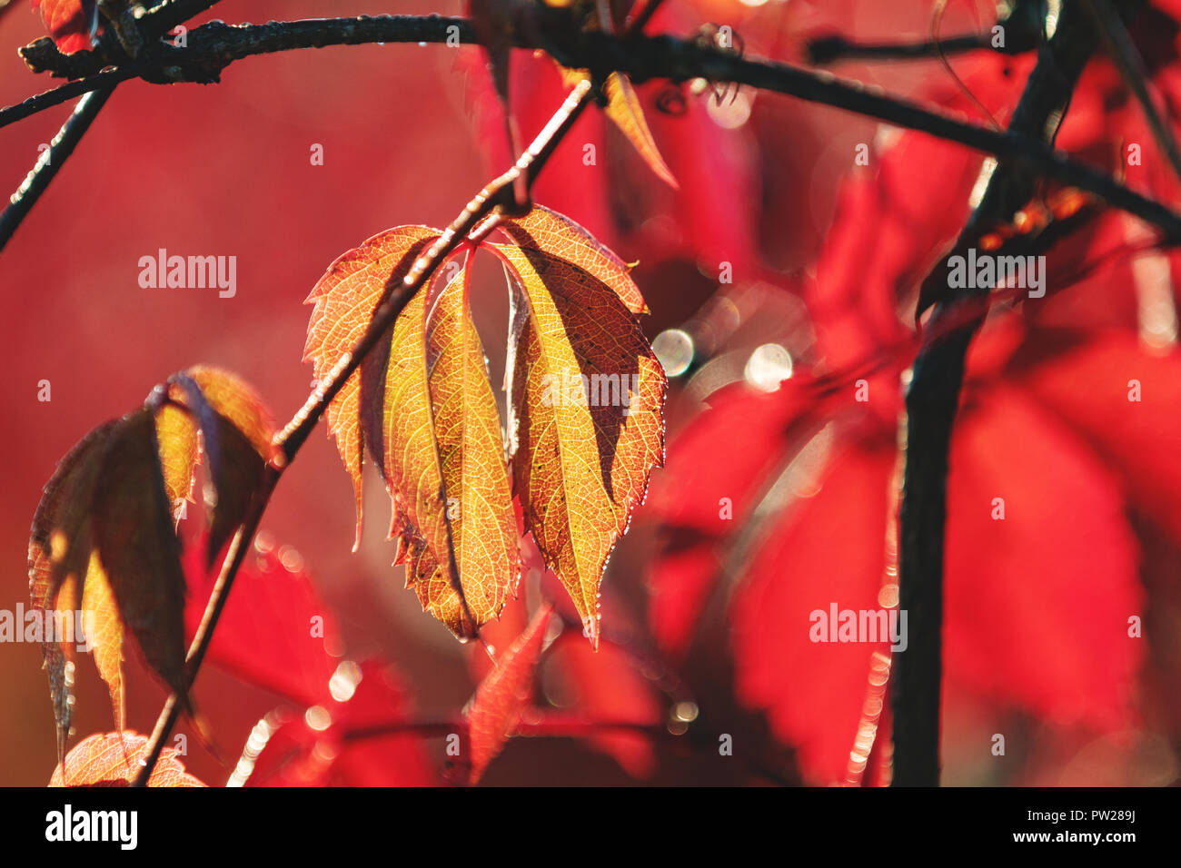 Colorful autumn virginia creeper, wild grape background with water drops in the sunruse close up. Beautiful background, small depth of field. Stock Photo