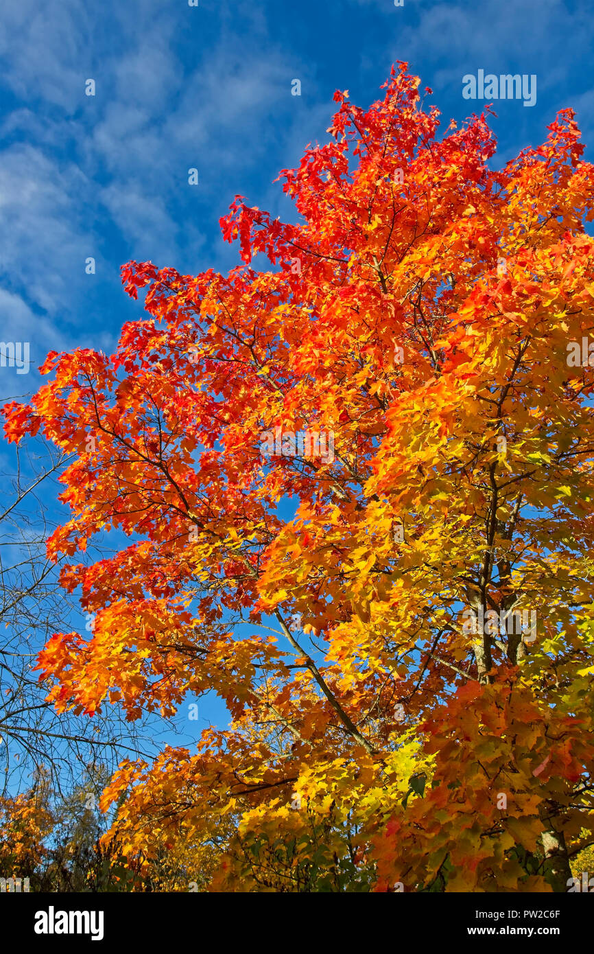 Colourful maple leaves hi-res stock photography and images - Alamy