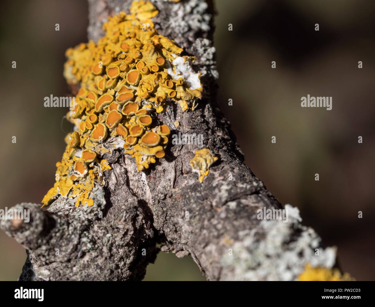Yellow tree fungus on a tree branch, closeup Stock Photo Alamy