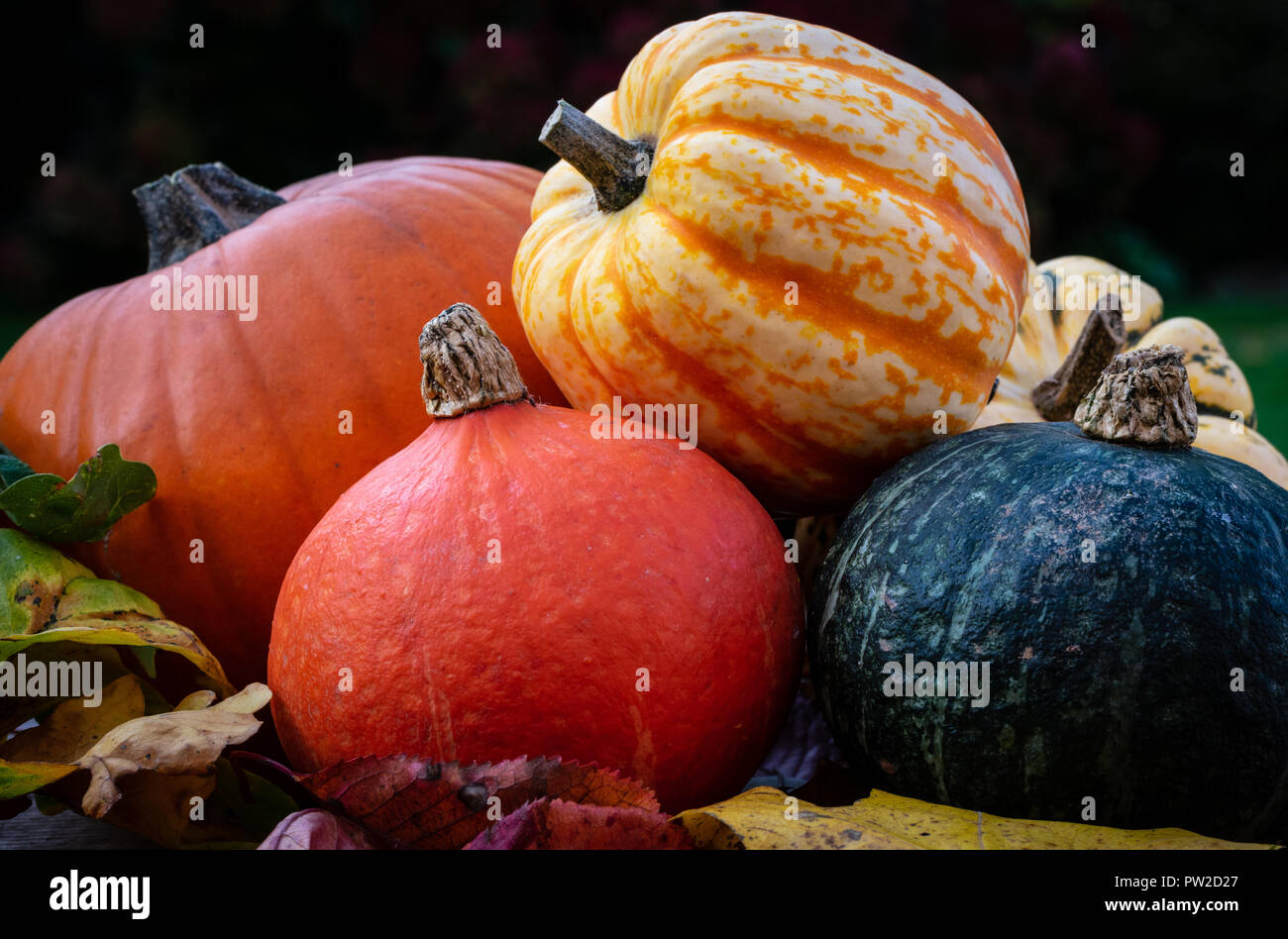Pumpkin and gourds, a colorful autumn selection Stock Photo