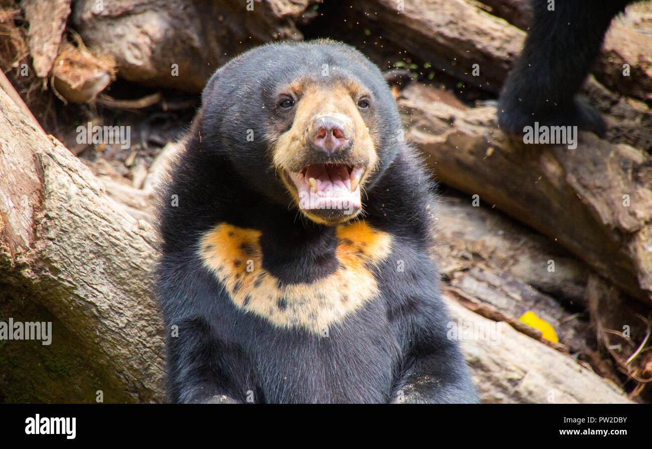 Smalles bear of the world hi-res stock photography and images - Alamy