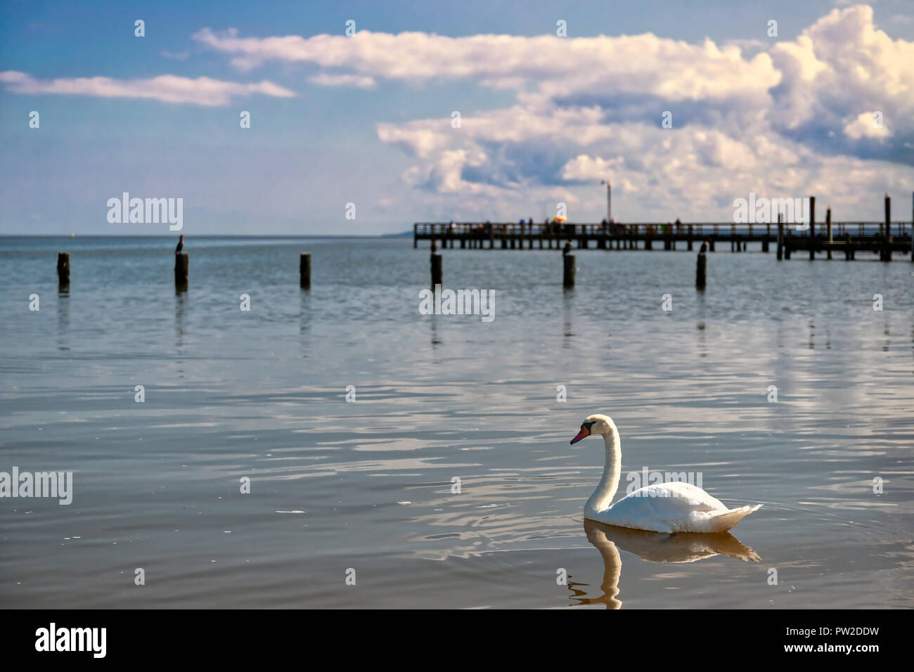 A swan swimming near the sand at Colonial Beach, Virginia Stock Photo Alamy