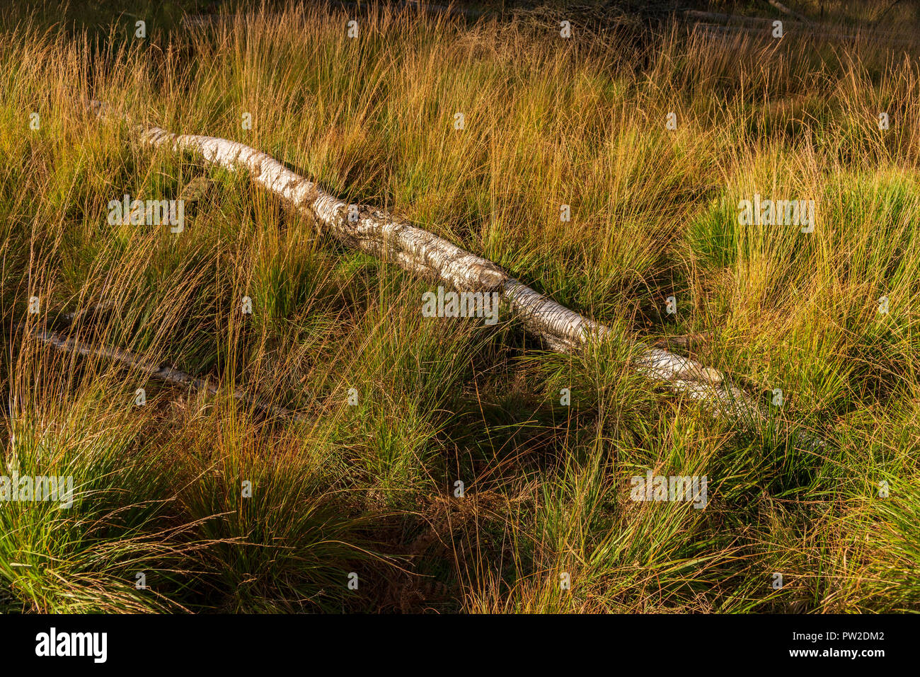 Fallen birch tree lies amongst tussock grass. Autumn colours Stock Photo