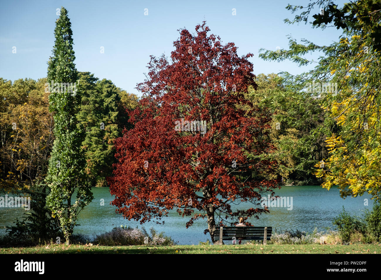 Autumn colors in the Tête d'Or Park. A woman from behind is sitting on a bench facing the lake Stock Photo