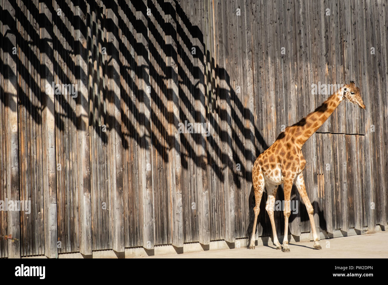 A giraffe in the zoo at Tête d'Or in Lyon Stock Photo