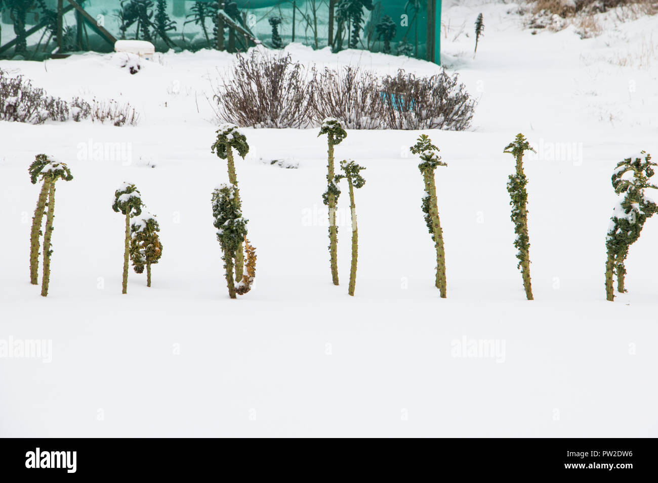 Brussels Sprout plants in snow, Haydon Allotments, Somerset UK Stock Photo