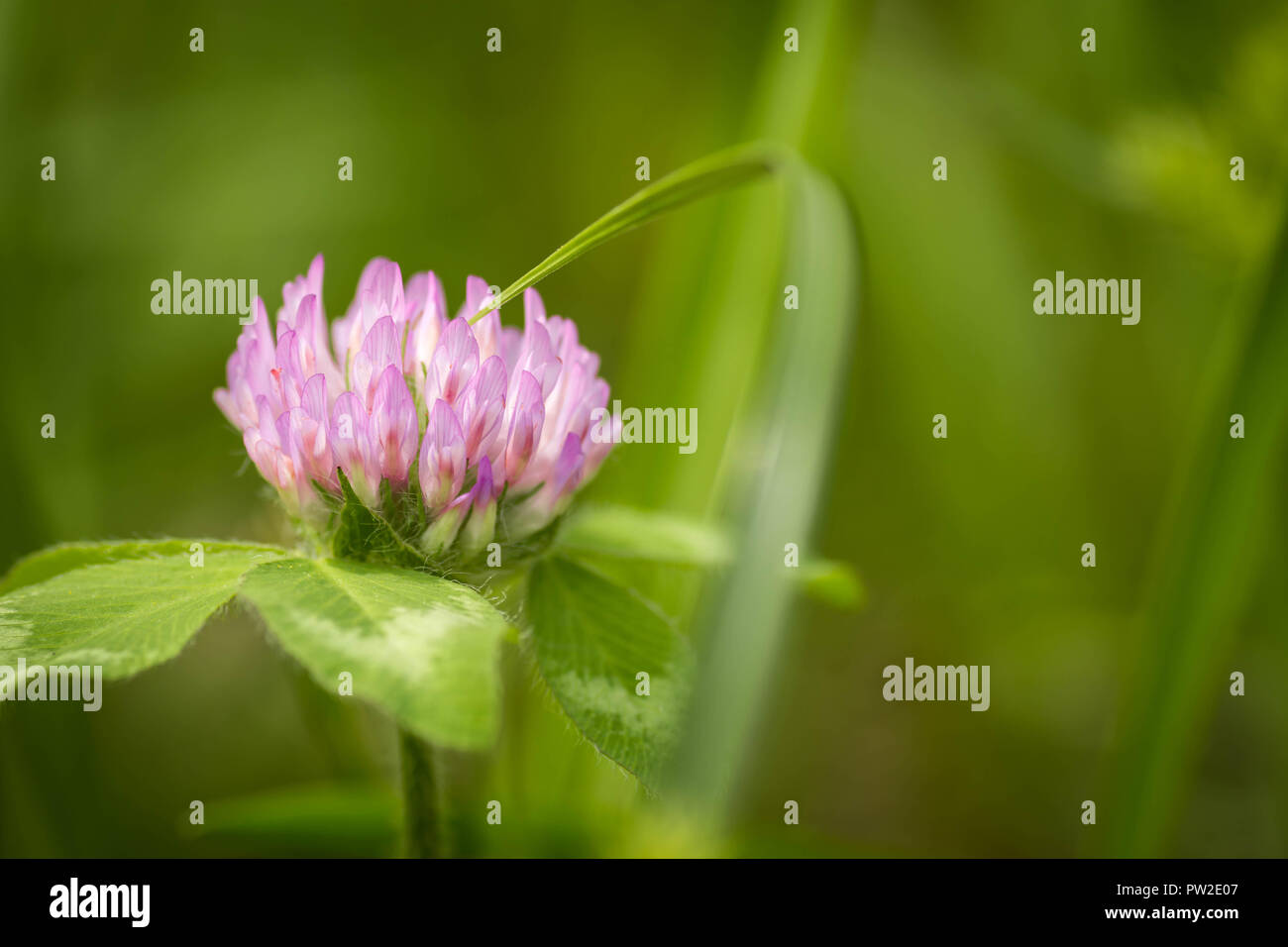 A macro shot of a small pink flower surrounded by green grasses. Good desktop wallpaper. Stock Photo