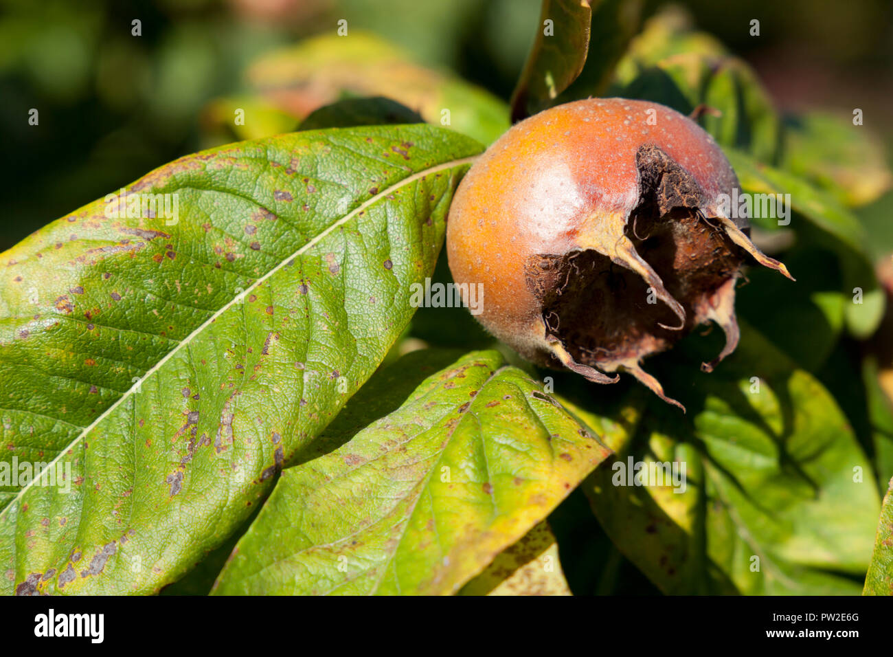 Common medlar fruit of the medlar tree Stock Photo