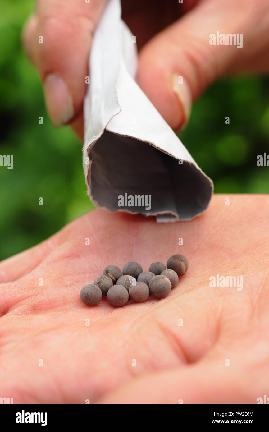 Lathyrus odoratus. Sweet pea seed 'Spencer' variety in a gardener's hand ready for planting straight from the packet, UK Stock Photo