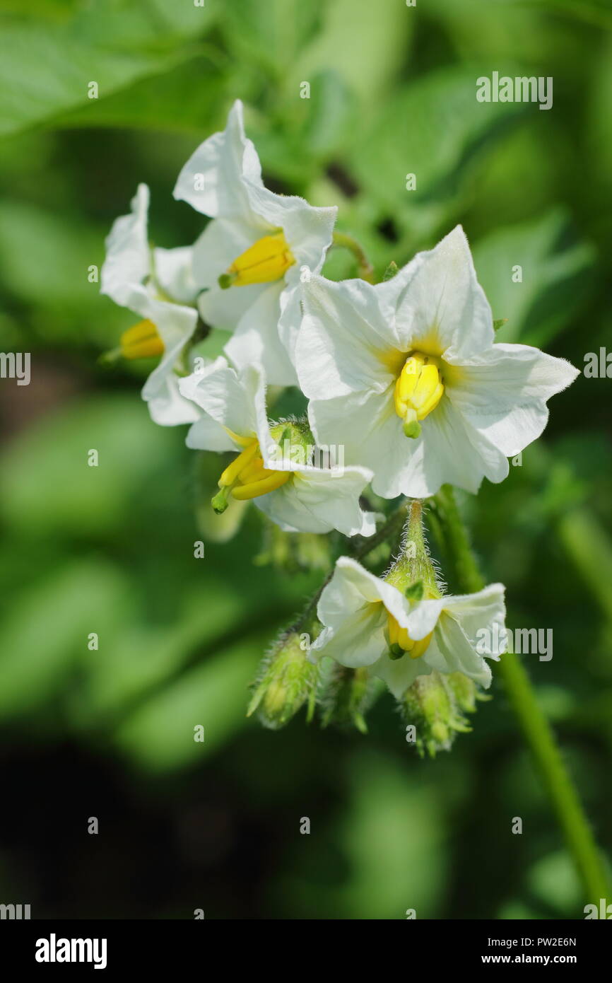 Soalnum tuberosum 'British Queen' potato variety in flower in an English kitchen garden, UK Stock Photo