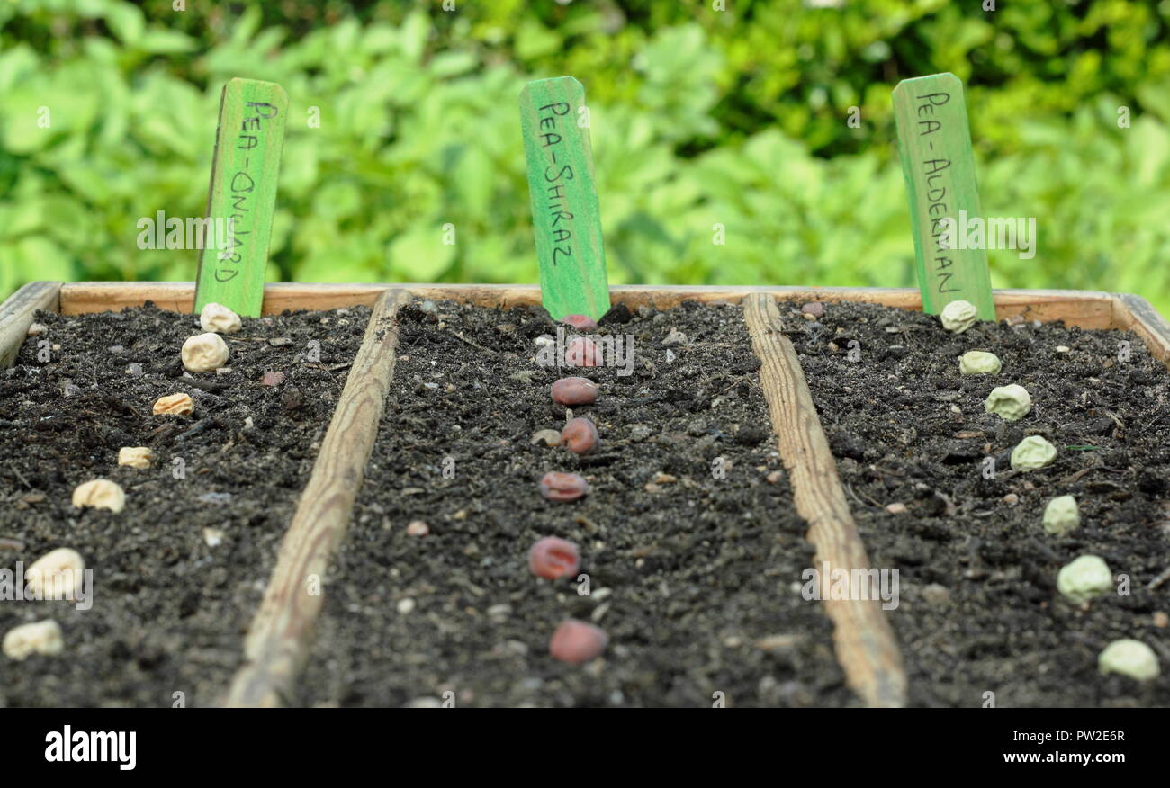Pisum sativum. Sowing pea seeds 'Onward', Shiraz' and 'Alderman' in wooden tray to start the plants off under cover, UK Stock Photo