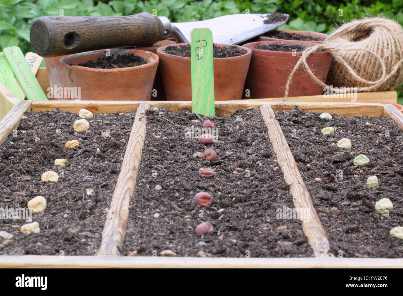 Pisum sativum. Sowing pea seeds 'Onward', Shiraz' and 'Alderman' in wooden tray to start the plants off under cover, UK Stock Photo