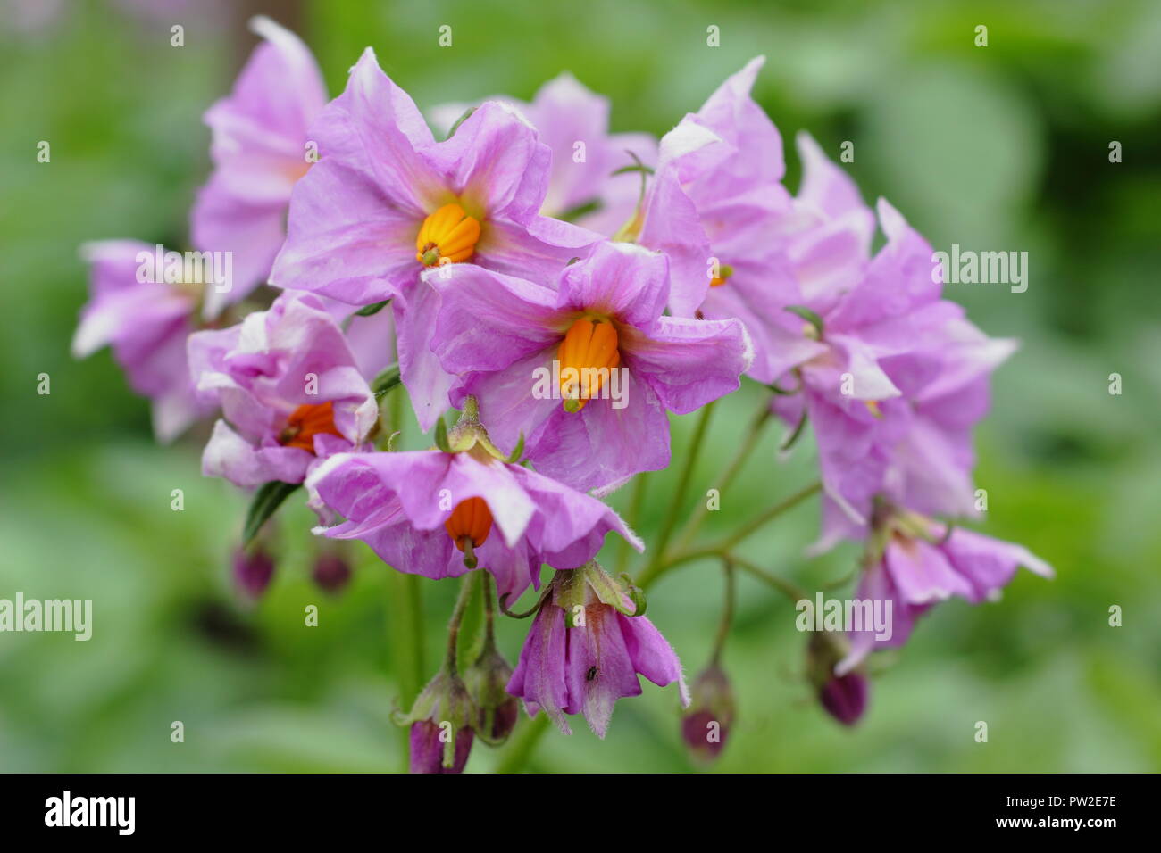 Solanum tuberosum 'Maris Piper' potato plant variety in flower, UK Stock Photo