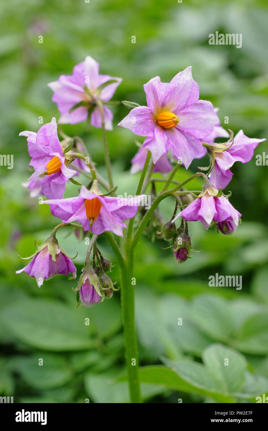 Solanum tuberosum 'Maris Piper' potato plant variety in flower, UK Stock Photo