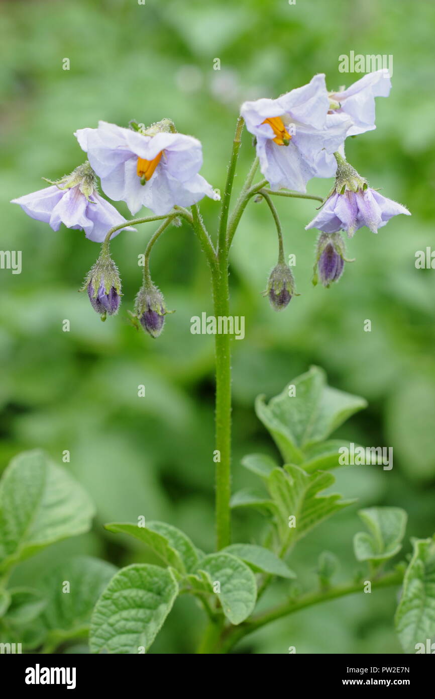 Rocket potatoes hires stock photography and images Alamy