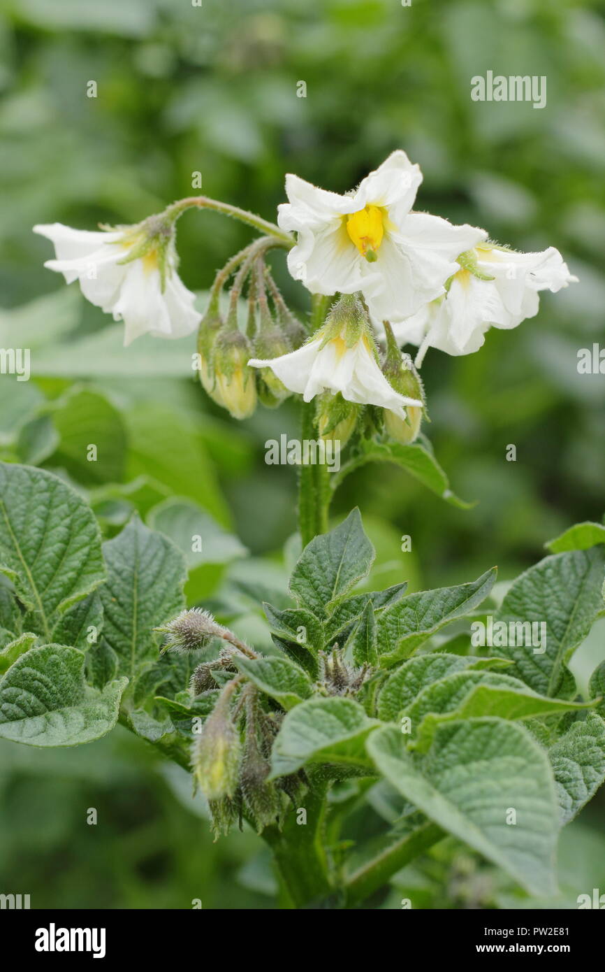 Soalnum tuberosum 'British Queen' potato variety in flower in an English kitchen garden, UK Stock Photo