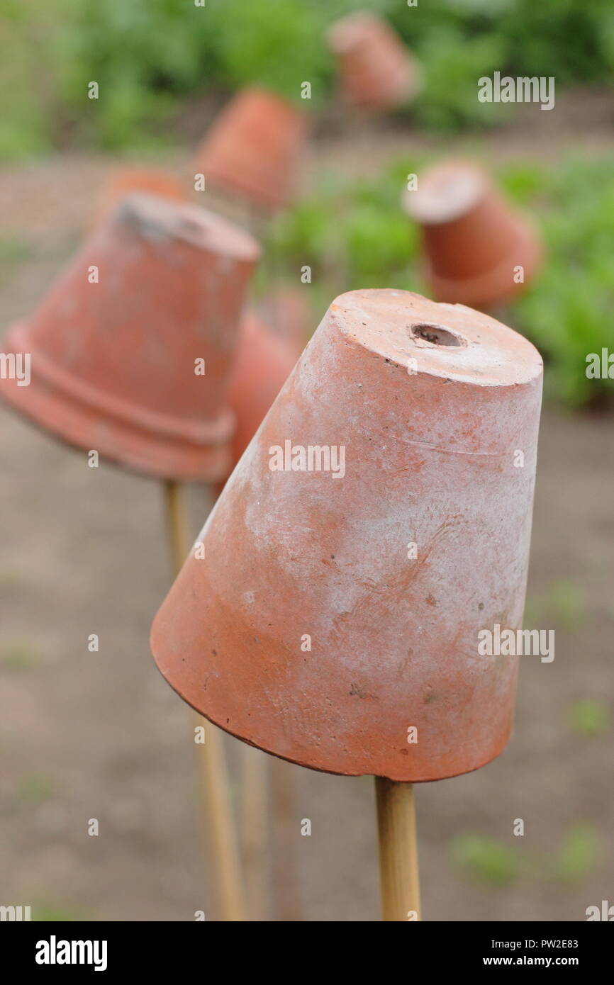 Cane toppers. Clay pots on garden canes to mark out vegetable beds and help prevent eye injury when bending down Stock Photo