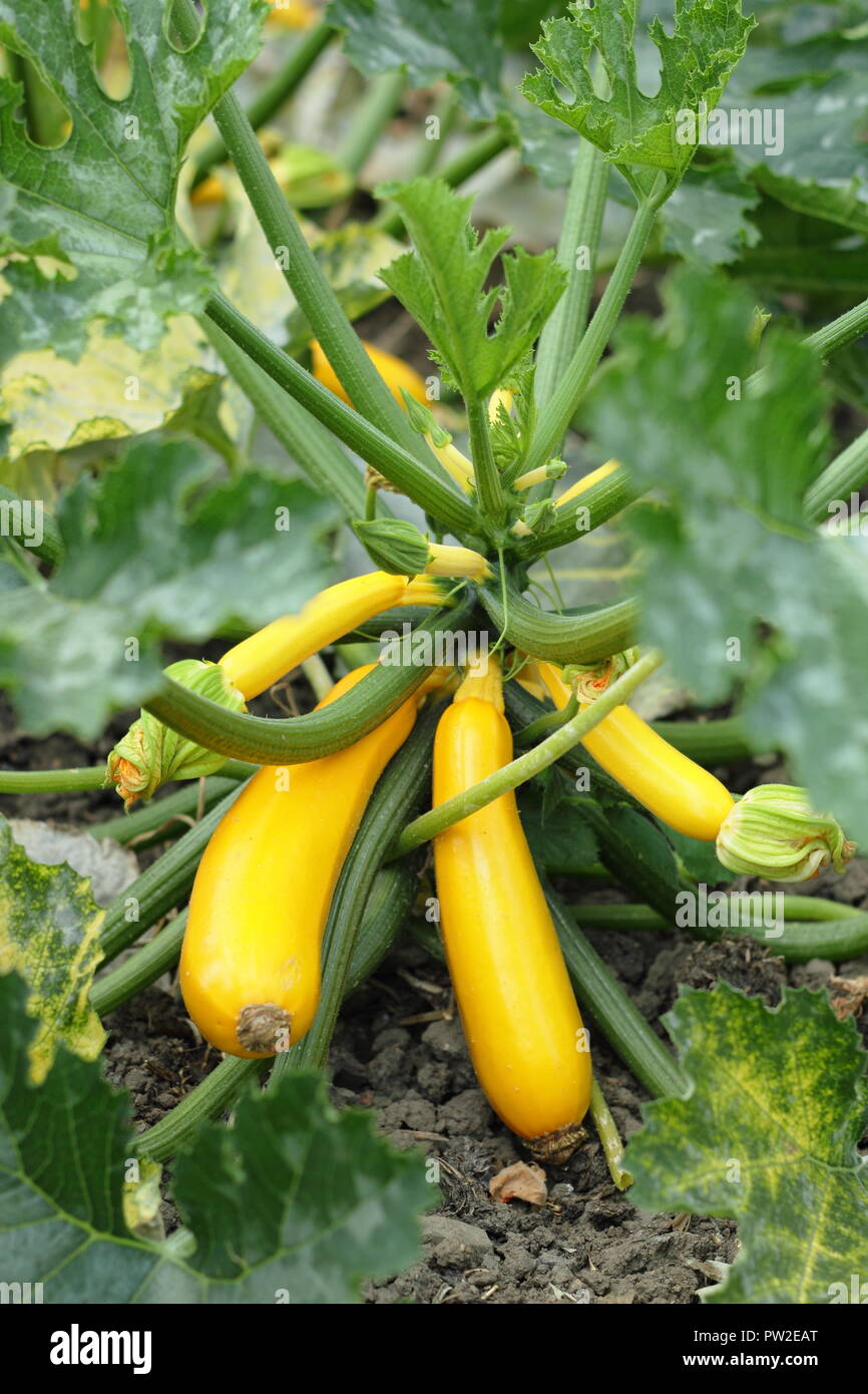 Courgette ' Soleil' growing on the plant in an English garden, UK Stock