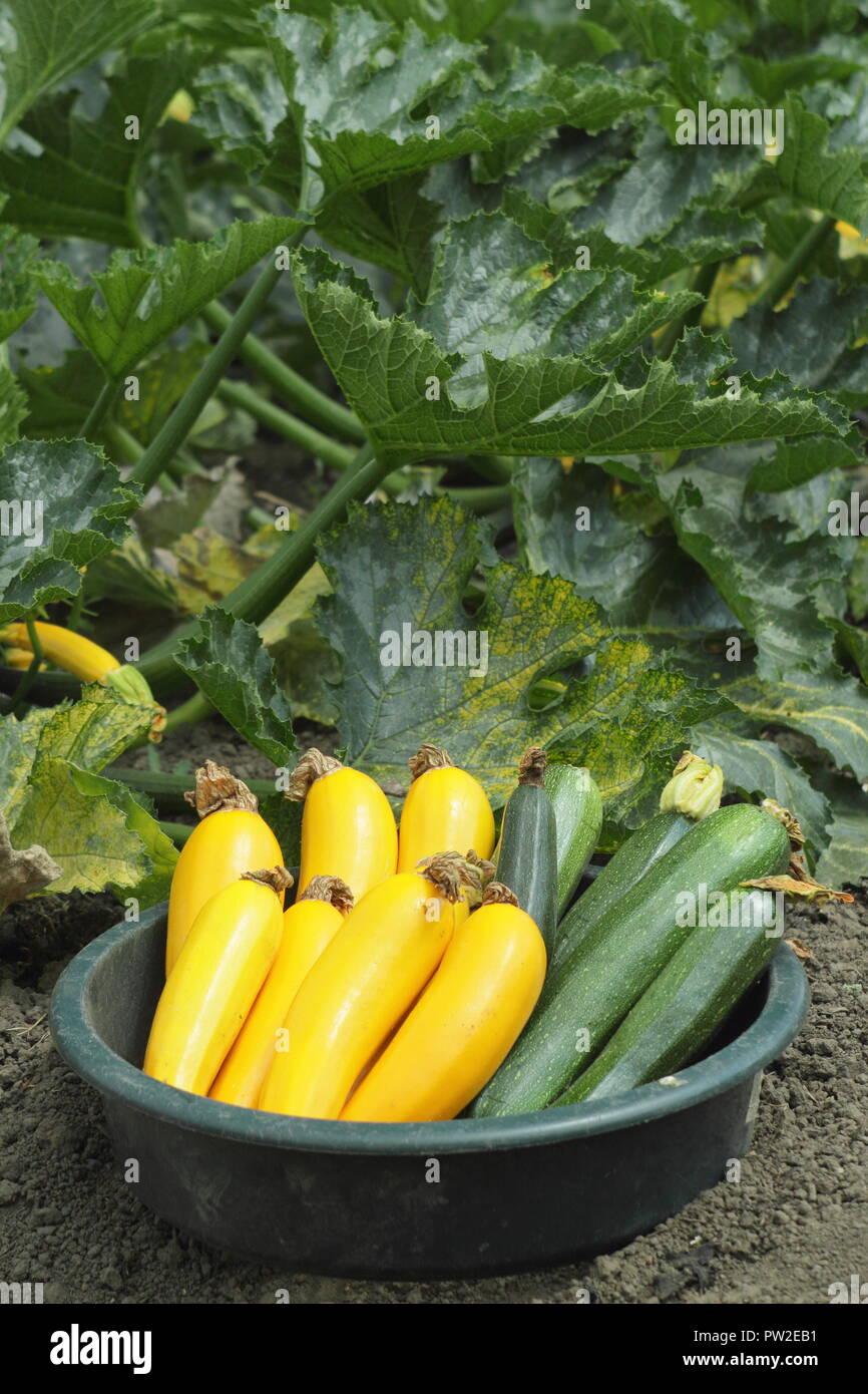 Courgettes Growing High Resolution Stock Photography And Images Alamy