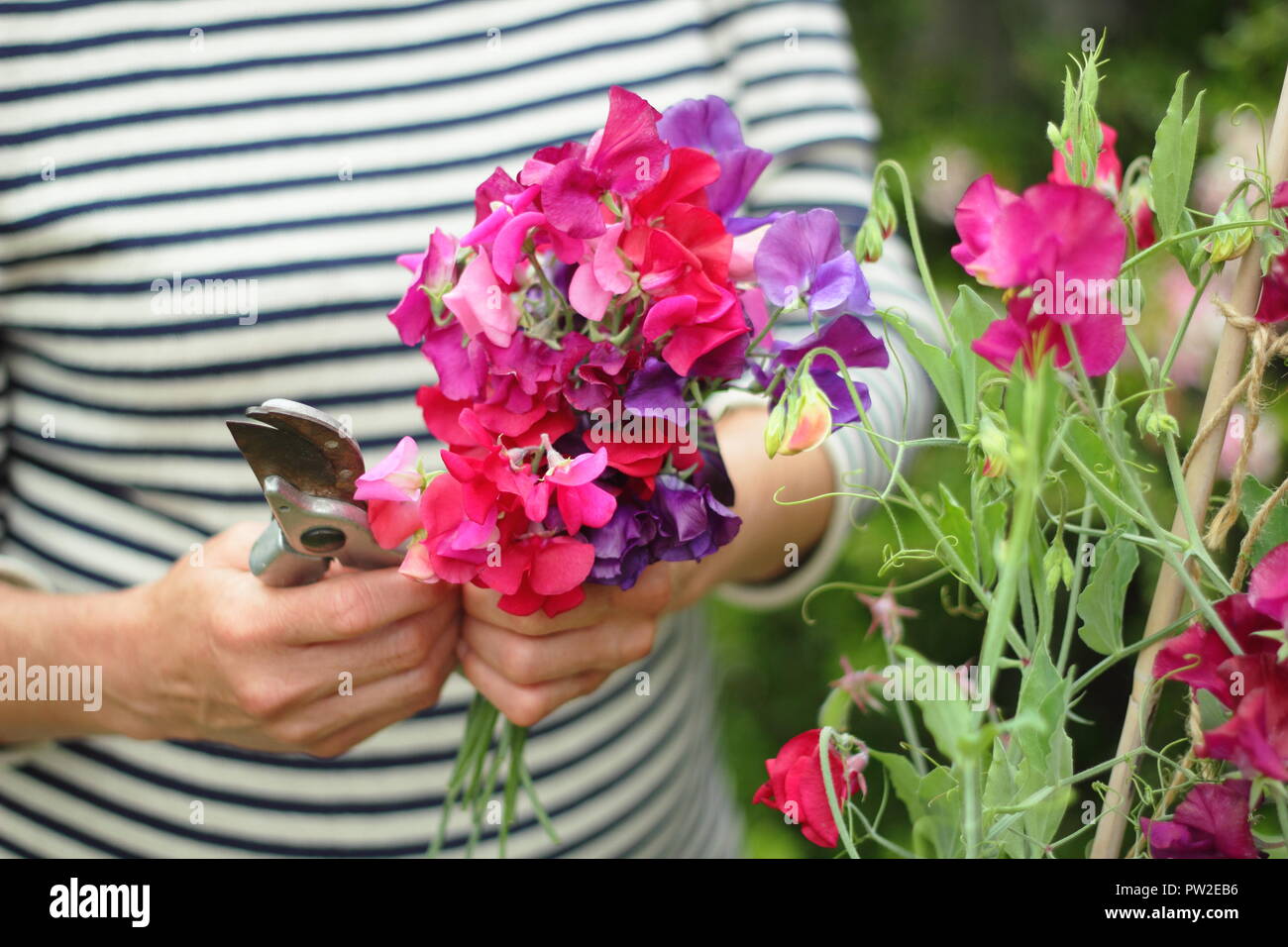Lathyrus odoratus. Picking 'Spencer' sweet peas from plant climbing up a cane wigwam in an English garden, UK Stock Photo