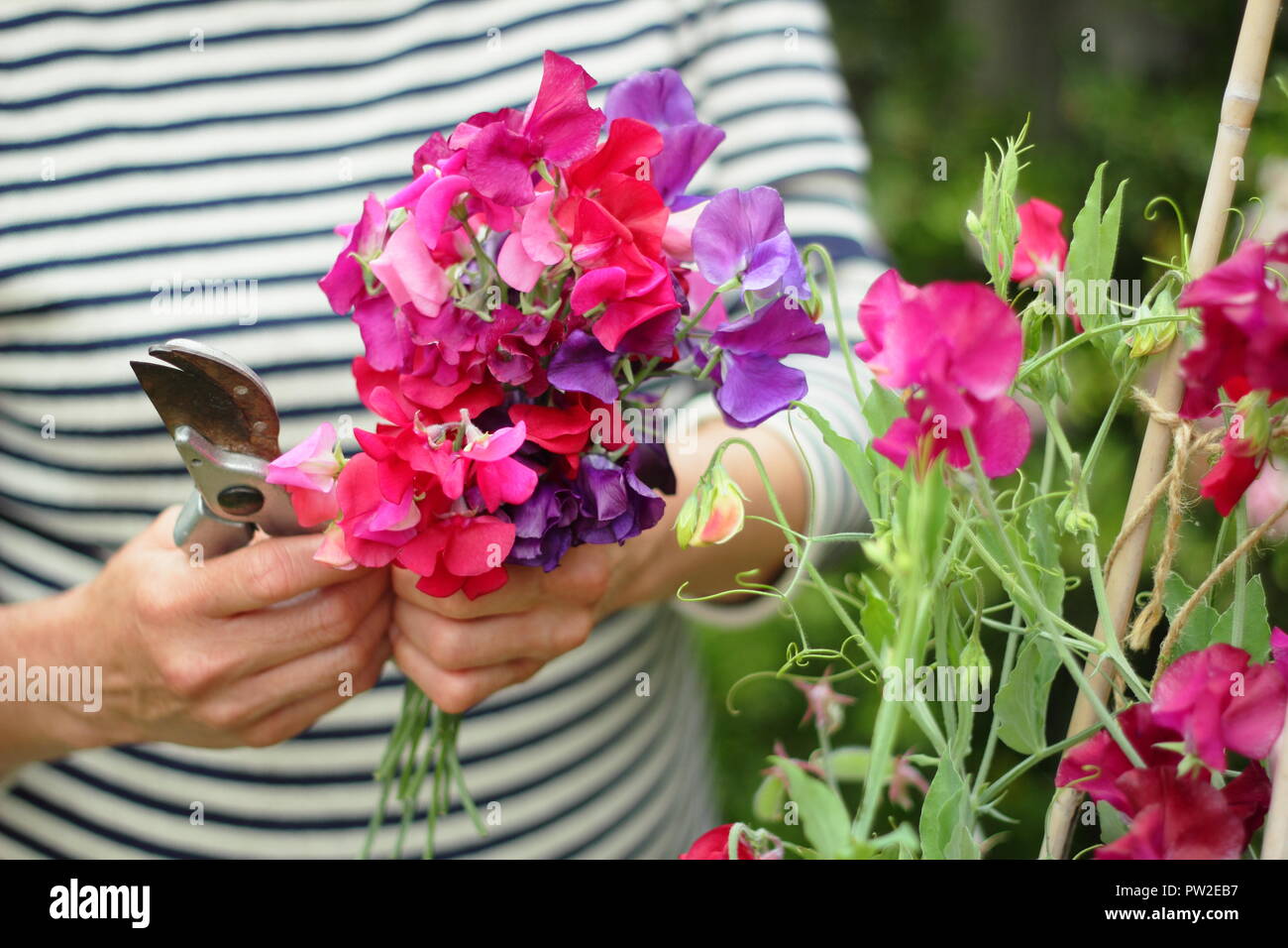 Lathyrus odoratus. Picking 'Spencer' sweet peas from plant climbing up a cane wigwam in an English garden, UK Stock Photo