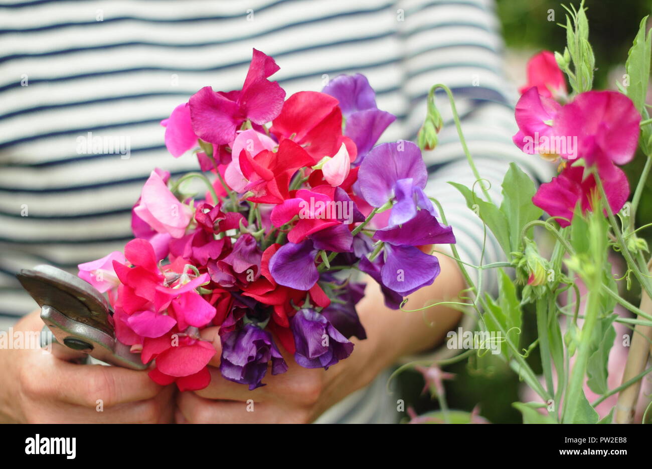 Lathyrus odoratus. Picking 'Spencer' sweet peas from plant climbing up a cane wigwam in an English garden, UK Stock Photo